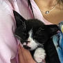 kitten, black_and_white_cat, sleeping, hand, blanket, person, pink_sweater, cozy, cute, pet, animal, fur, comfort, indoor, close_up, resting, snuggling, young_cat, domestic_cat, soft