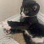 Terry is registered to the contest to win money with this photo: kitten, cat, black_and_white, paw, carpet, quilt, corner, indoor, cute, small, young, animal, pet, fur, whiskers, playful, alert, stretching, claws, blue_eyes