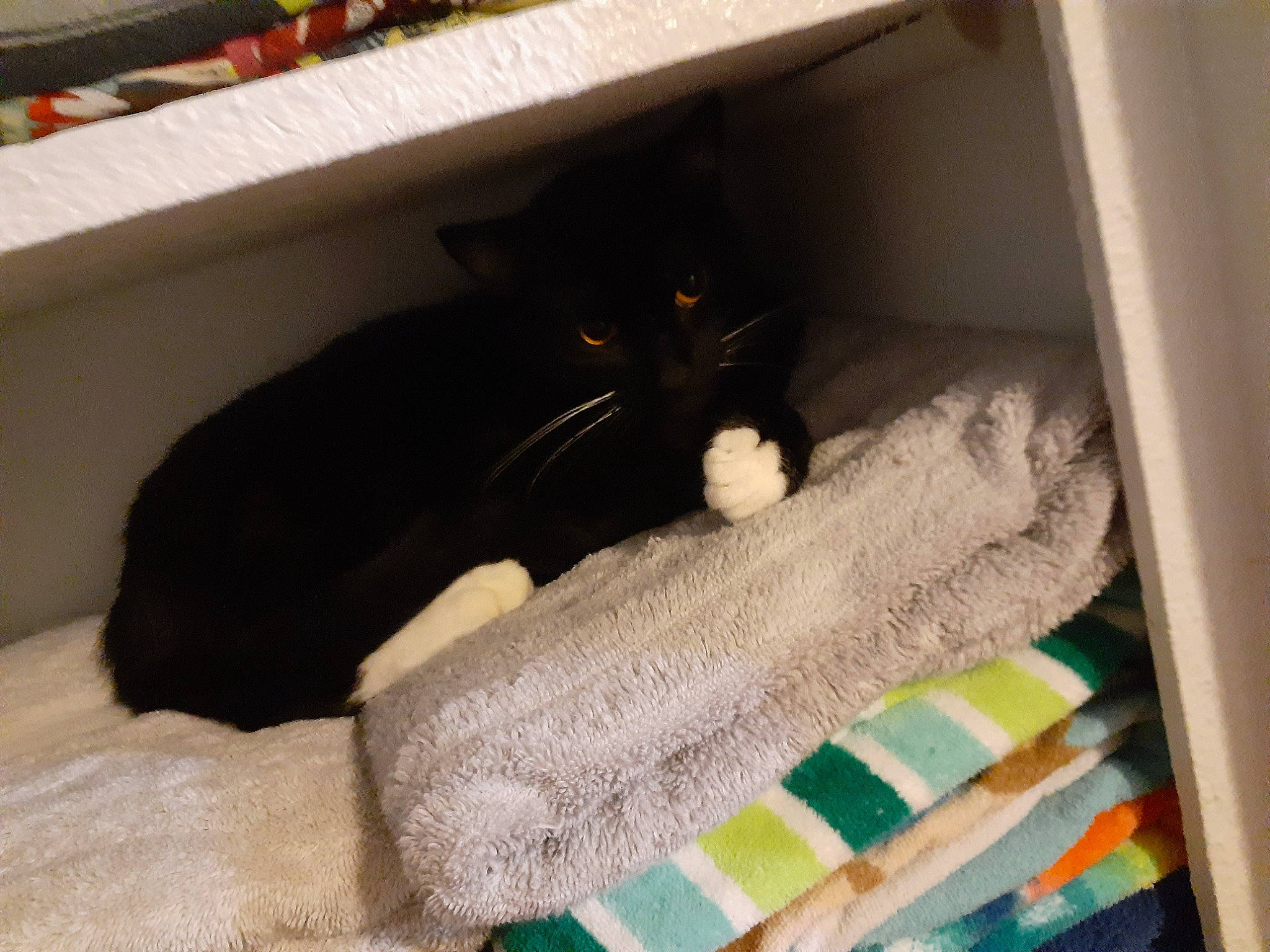 Socks joined the competition — help win amazing prizes! bed, bedding, black_cat, blanket, bombay, carnivore, cat, cat_supply, comfort, domestic_short_haired_cat, felidae, fur, grey, linens, room, small_to_medium_sized_cats, tail, whiskers, wool, woolen