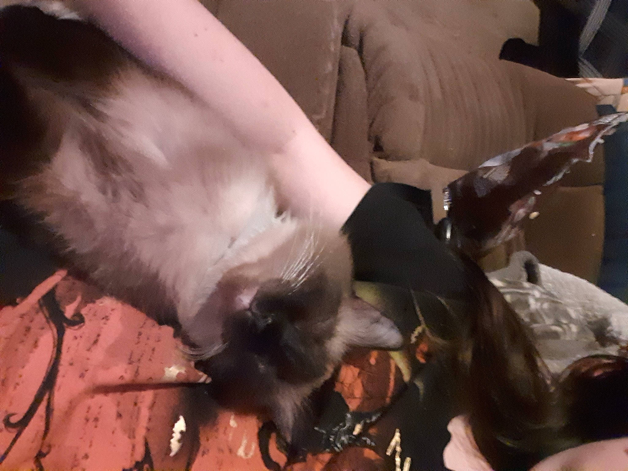 Sassy is registered to the contest to win money with this photo: canidae, carnivore, cat, claw, comfort, dog_breed, fawn, feather, felidae, foot, fur, gesture, human_leg, nail, paw, small_to_medium_sized_cats, sporting_group, tail, whiskers, wrist