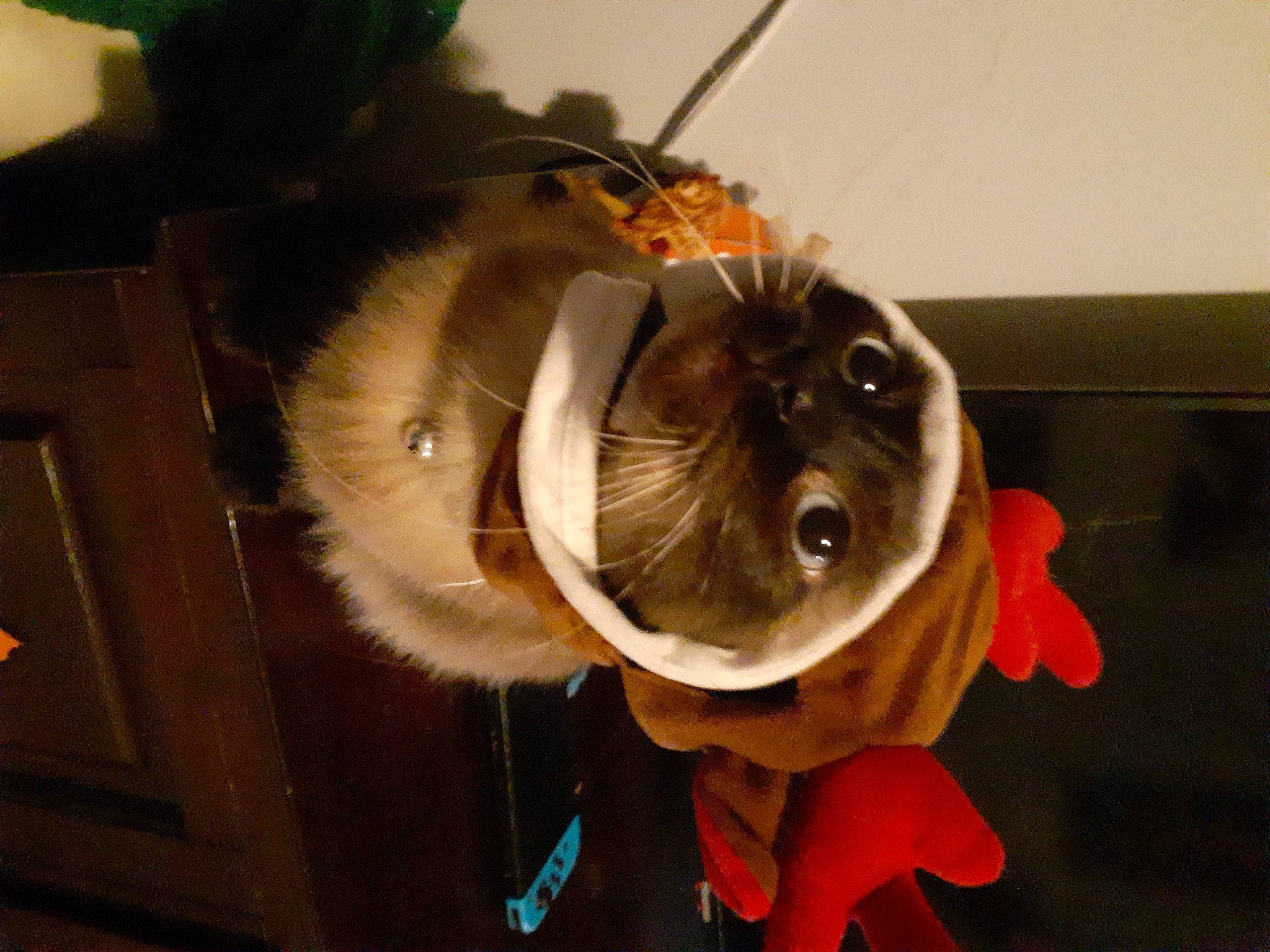 Sassy is registered to the contest to win money with this photo: canidae, carnivore, companion_dog, dog_breed, dog_clothes, eyewear, fashion_accessory, fawn, felidae, fur, fur_clothing, goggles, guinea_pig, personal_protective_equipment, small_to_medium_sized_cats, sunglasses, toy_dog, whiskers, wood, working_animal