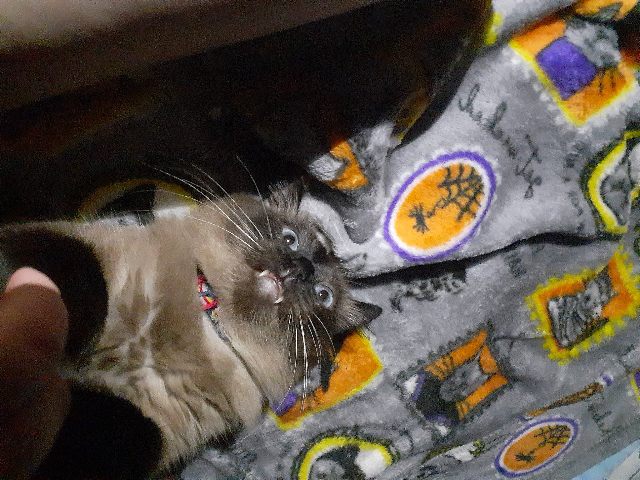 Sassy joined the competition — help win amazing prizes! art, auto_part, automotive_tire, box, carnivore, cat, claw, comfort, domestic_short_haired_cat, felidae, fur, grey, pattern, paw, small_to_medium_sized_cats, tail, visual_arts, whiskers