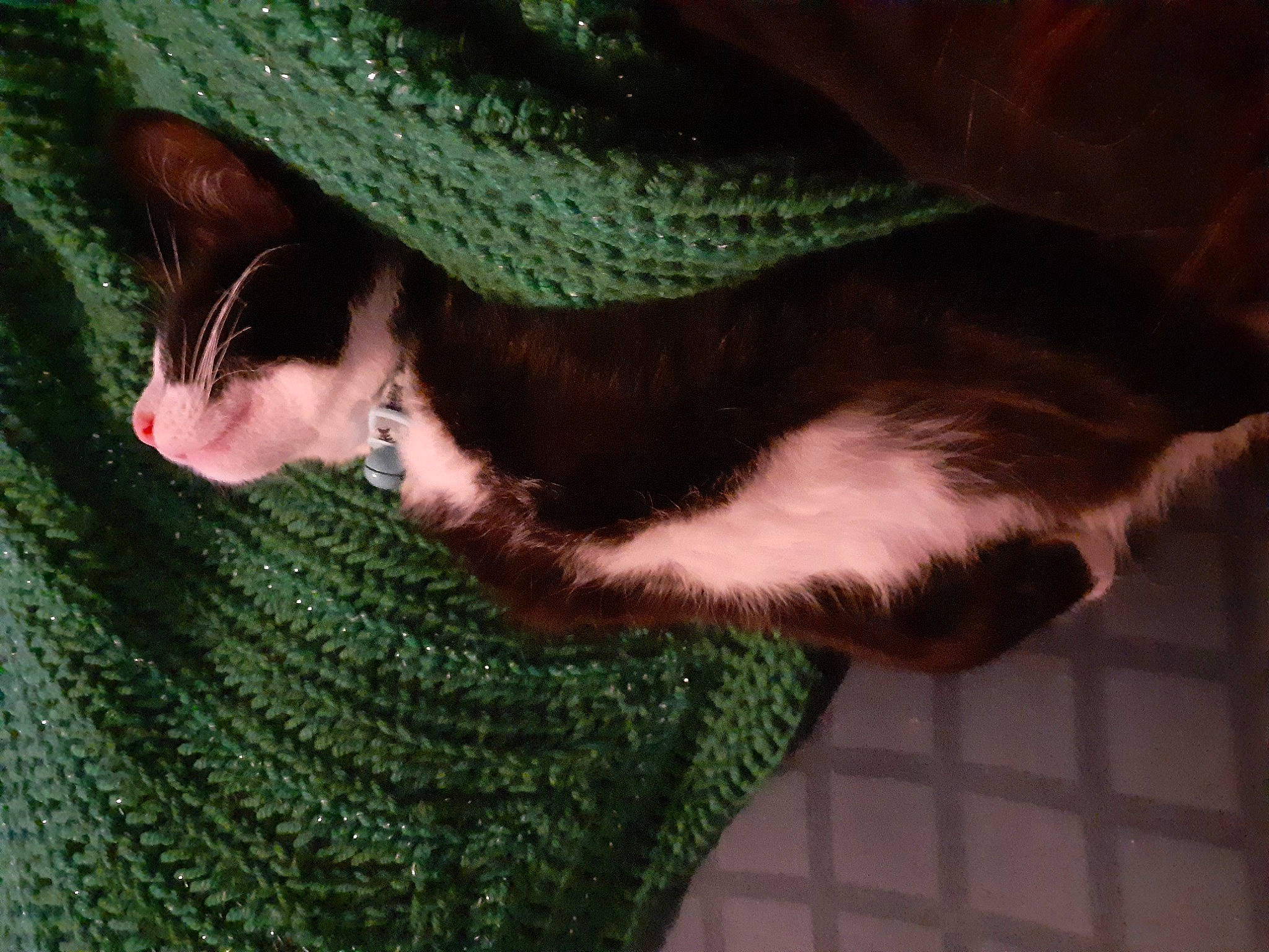 Uncia joined the competition — help win amazing prizes! beard, cap, carnivore, cat, comfort, elbow, eye, felidae, fur, glasses, hair, hat, head, human_body, plant, small_to_medium_sized_cats, sunglasses, tail, tree, wool