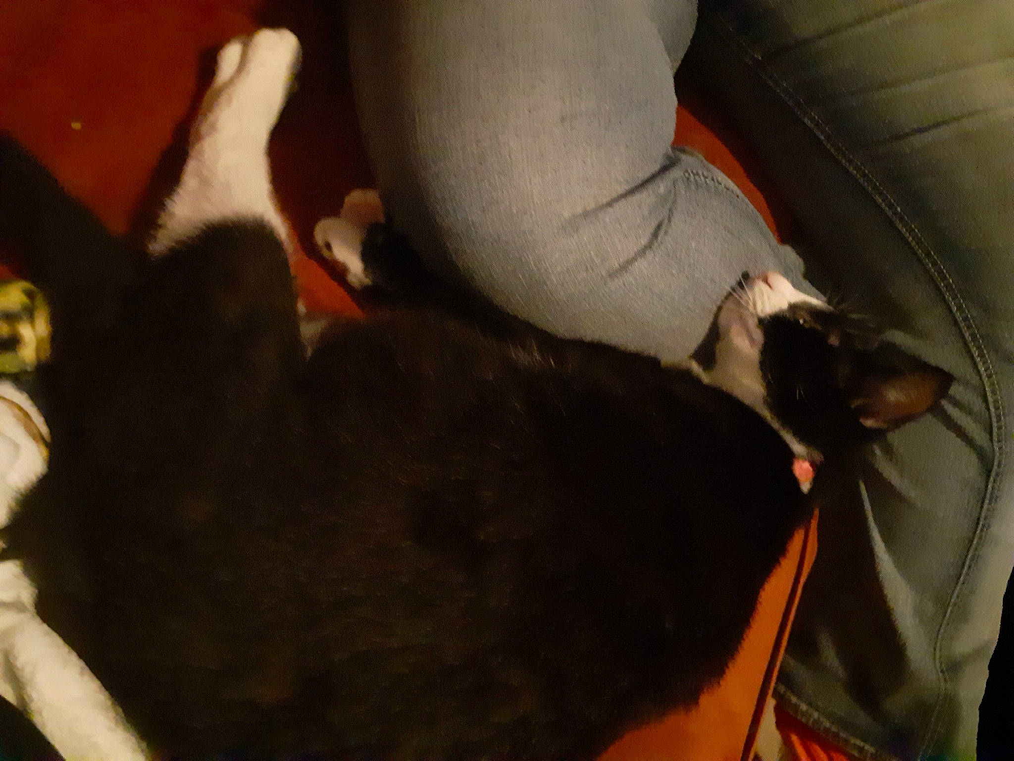 Uncia is registered to the contest to win money with this photo: canidae, carnivore, comfort, companion_dog, couch, dog, dog_breed, fawn, felidae, fur, hardwood, human_leg, knee, paw, small_to_medium_sized_cats, sporting_group, tail, thigh, whiskers, working_animal