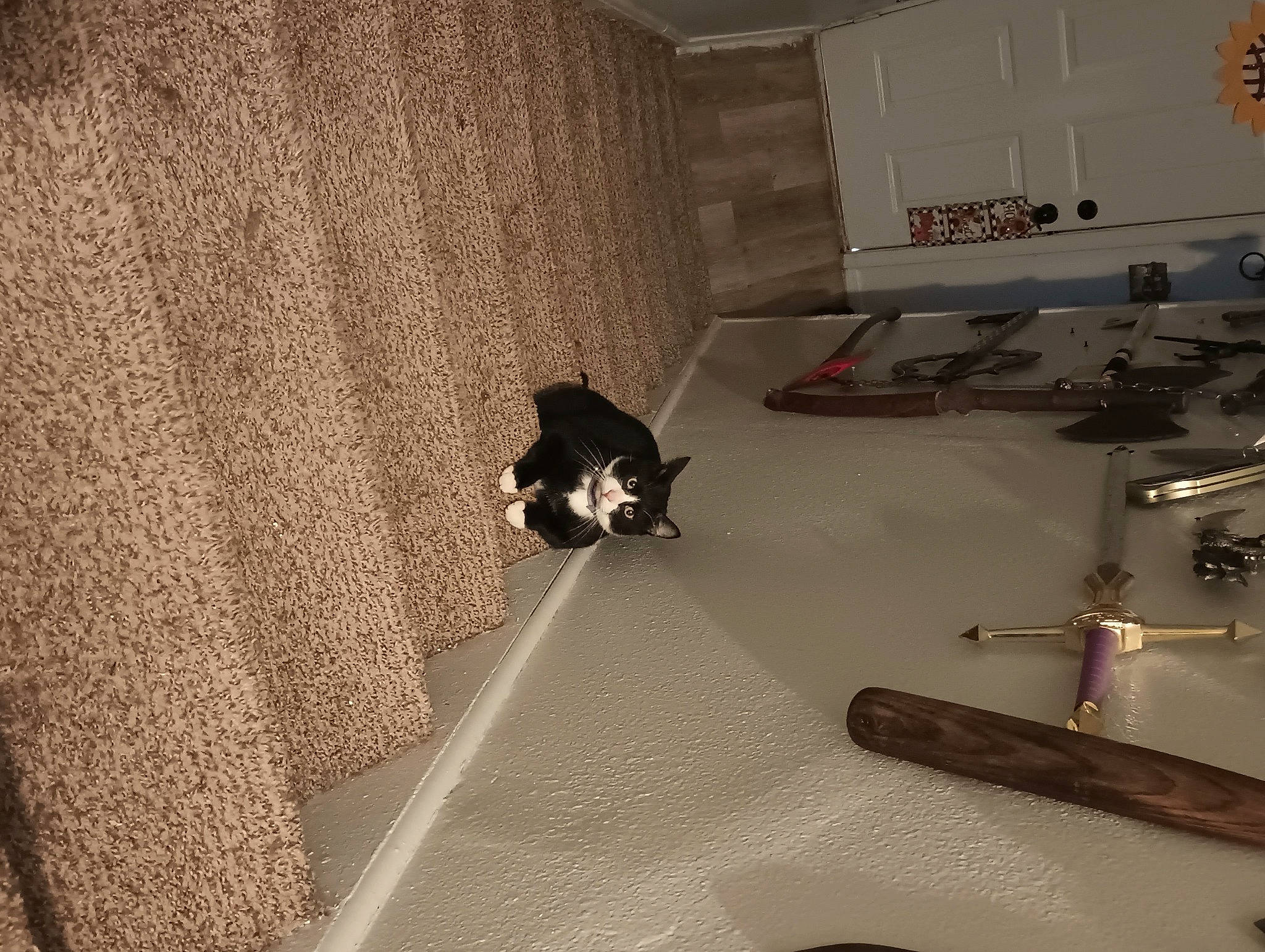 Uncia joined the competition — help win amazing prizes! bathroom, carnivore, cat, comfort, curtain, felidae, floor, flooring, grey, hardwood, interior_design, plumbing, plumbing_fixture, room, shadow, small_to_medium_sized_cats, tail, tap, tints_and_shades, wood