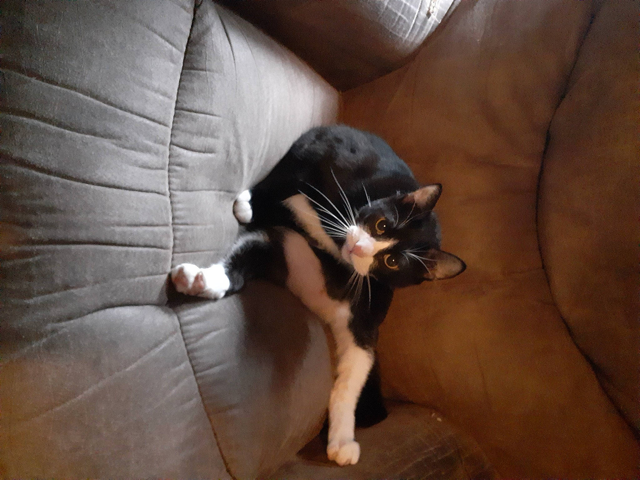 Uncia joined the competition — help win amazing prizes! canidae, carnivore, cat, comfort, couch, dog_breed, domestic_short_haired_cat, felidae, flooring, fur, hardwood, human_leg, sitting, small_to_medium_sized_cats, snout, sporting_group, tail, whiskers, wood