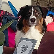 Baiko a rejoint le concours — aidez-le/la à gagner de superbes lots ! dog, tricolor, sitting, table, card, heart, cross, cushion, sofa, plant, wallpaper, indoor, decor, furniture, pet, animal, portrait, cozy, living_room, household
