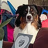 dog, tricolor, sitting, table, card, heart, cross, cushion, sofa, plant, wallpaper, indoor, decor, furniture, pet, animal, portrait, cozy, living_room, household