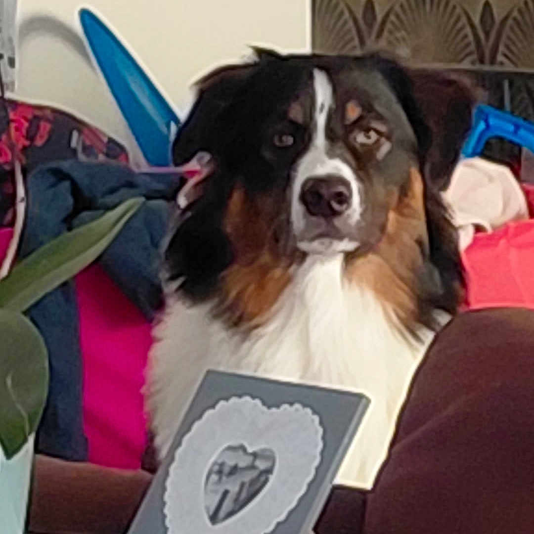 Baiko a rejoint le concours — aidez-le/la à gagner de superbes lots ! dog, tricolor, sitting, table, card, heart, cross, cushion, sofa, plant, wallpaper, indoor, decor, furniture, pet, animal, portrait, cozy, living_room, household