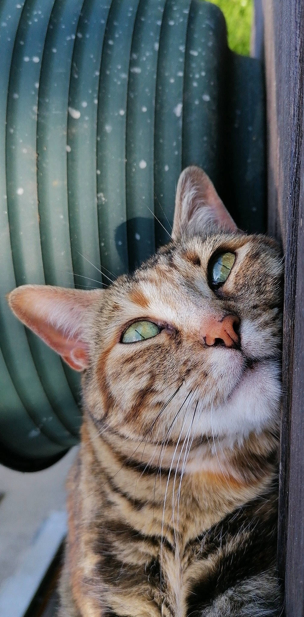 Little a rejoint le concours — aidez-le/la à gagner de superbes lots ! aegean_cat, american_shorthair, asian, australian_mist, bengal, california_spangled, carnivore, cat, domestic_short_haired_cat, dragon_li, european_shorthair, felidae, mammal, ocicat, small_to_medium_sized_cats, snout, tabby_cat, toyger, vertebrate, whiskers