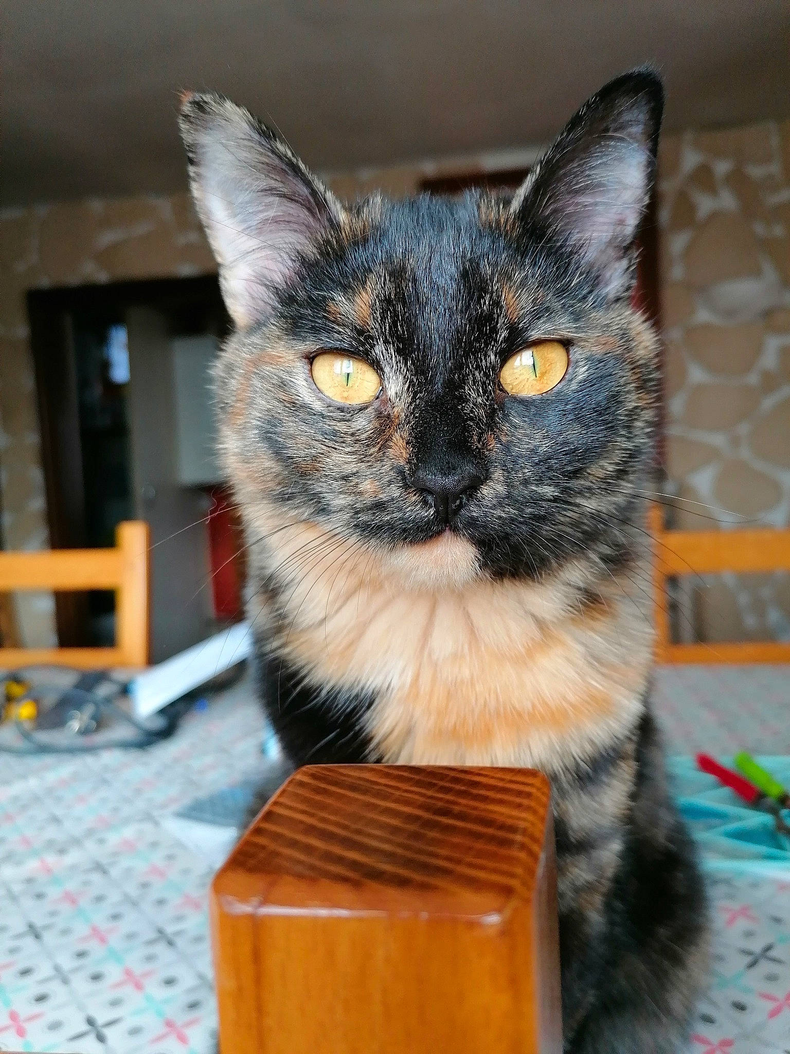 Poupie participe au concours pour gagner de l'argent avec cette photo : asian, box, carnivore, cat, domestic_short_haired_cat, european_shorthair, fawn, felidae, kitten, mammal, norwegian_forest_cat, small_to_medium_sized_cats, whiskers