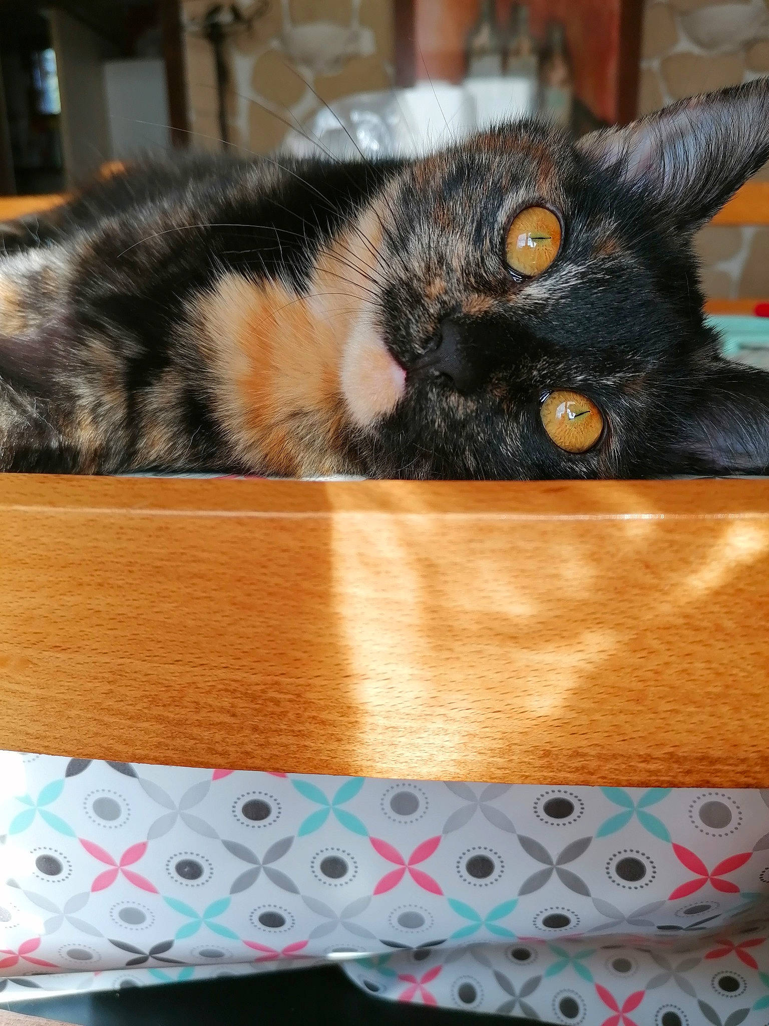 Poupie a rejoint le concours — aidez-le/la à gagner de superbes lots ! asian, basket, black_cat, carnivore, cat, cat_bed, domestic_short_haired_cat, felidae, kitten, selkirk_rex, small_to_medium_sized_cats, whiskers