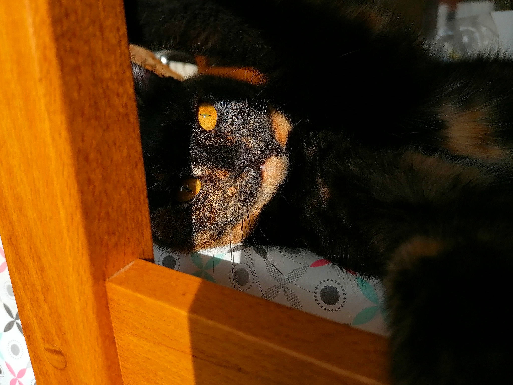 Poupie participe au concours pour gagner de l'argent avec cette photo : carnivore, cat, felidae, fur, small_to_medium_sized_cats, snout, whiskers