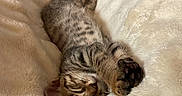 Tigrou a rejoint le concours — aidez-le/la à gagner de superbes lots ! cat, kitten, tabby, pet, animal, sleeping, lying_down, upside_down, belly, paw, whiskers, striped_fur, bed, blanket, fluffy, bedroom, remote_control, cozy, indoors, cute