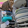 Tigrou participe au concours pour gagner de l'argent avec cette photo : cat, kitten, tabby, animal, pet, feline, sitting, alert, wide_eyed, portrait, dish_rack, dishes, plates, cups, kitchen, household, indoors, window, outdoor_view, funny_pose