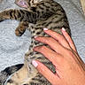 cat, tabby_cat, pet, animal, sleeping, relaxed, lying_down, belly_rub, whiskers, striped_fur, brown_fur, pink_nose, pink_ears, paws, tail, human_hand, manicure, lap, gray_clothing, indoor