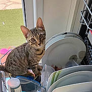 Tigrou a rejoint le concours — aidez-le/la à gagner de superbes lots ! cat, tabby_cat, kitten, pet, animal, feline, striped_fur, wide_eyes, whiskers, ears, sitting, perched, kitchen, dish_rack, dishes, plates, containers, household, indoor, outdoor_view