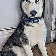 Loki is registered to the contest to win money with this photo: dog, siberian_husky, puppy, blue_eyes, black_and_white_fur, sitting, indoor, floor, doorway, pet, animal, canine, collar, ears_up, looking_at_camera, young_dog, fur, cute, alert, house