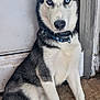 dog, siberian_husky, puppy, blue_eyes, black_and_white_fur, sitting, indoor, floor, doorway, pet, animal, canine, collar, ears_up, looking_at_camera, young_dog, fur, cute, alert, house