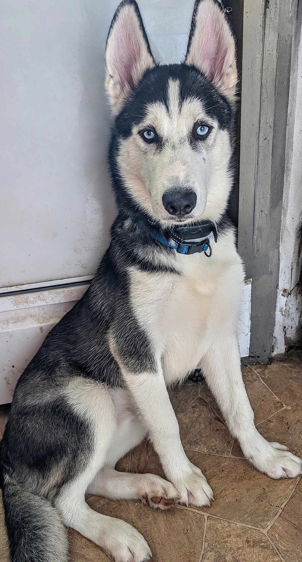 Loki