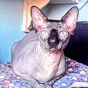 Merlin is registered to the contest to win money with this photo: animal, blue_eyes, cat, close_up, cozy, crocheted_blanket, curious, cute, domestic_animal, feline, hairless_cat, indoor, large_ears, pet, portrait, resting, sphynx_cat, textured_wall, unique_appearance, wrinkled_skin