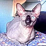 animal, blue_eyes, cat, close_up, cozy, crocheted_blanket, curious, cute, domestic_animal, feline, hairless_cat, indoor, large_ears, pet, portrait, resting, sphynx_cat, textured_wall, unique_appearance, wrinkled_skin
