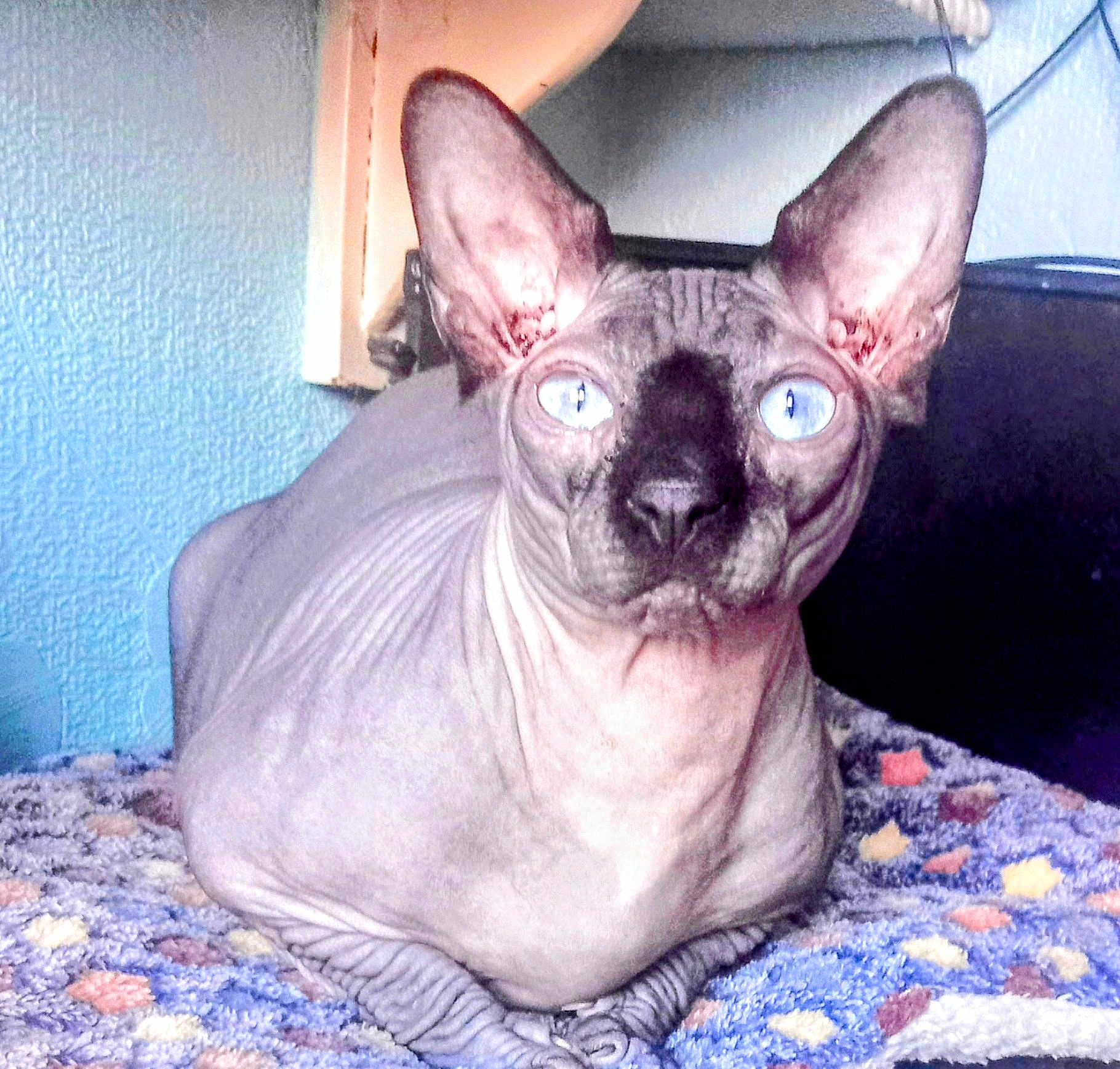 Merlin