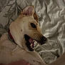 Tinkie participe au concours pour gagner de l'argent avec cette photo : dog, playful, bed, collar, mouth_open, teeth, paw, hand, indoor, blanket, fur, pet, animal, canine, resting, closeup, expression, light_shadow, bedroom, human_interaction