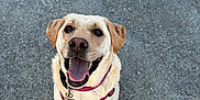 Tinkie a rejoint le concours — aidez-le/la à gagner de superbes lots ! dog, labrador, yellow_labrador, pet, canine, happy, smiling, sitting, harness, leash, outdoor, asphalt, animal, friendly, playful, companion, domestic_animal, mammal, looking_up, tongue_out
