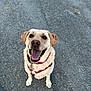 dog, labrador, yellow_labrador, pet, canine, happy, smiling, sitting, harness, leash, outdoor, asphalt, animal, friendly, playful, companion, domestic_animal, mammal, looking_up, tongue_out