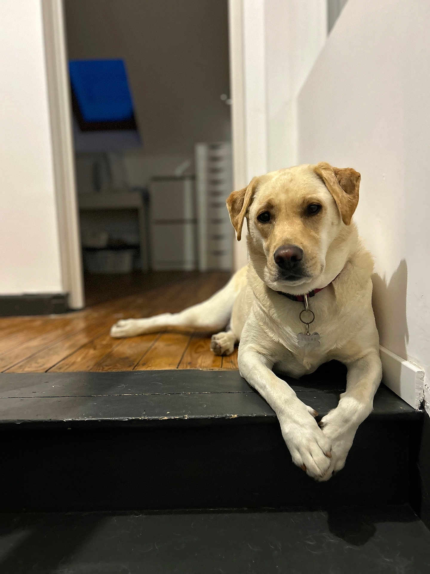 Tinkie participe au concours pour gagner de l'argent avec cette photo : dog, labrador, yellow_labrador, pet, indoor, wooden_floor, stairs, relaxed, canine, animal, home, domestic, laying_down, crossed_paws, collar, tag, wall, doorway, background, quiet