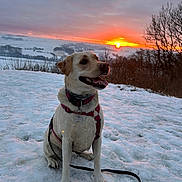 Tinkie a rejoint le concours — aidez-le/la à gagner de superbes lots ! dog, labrador, snow, sunset, harness, leash, outdoor, winter, trees, field, sky, cloudy, nature, animal, pet, happy, sitting, landscape, cold, scenic