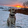 dog, labrador, snow, sunset, harness, leash, outdoor, winter, trees, field, sky, cloudy, nature, animal, pet, happy, sitting, landscape, cold, scenic