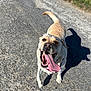Tinkie a rejoint le concours — aidez-le/la à gagner de superbes lots ! dog, golden_retriever, tongue_out, happy, outdoor, gravel_path, sunny, shadow, pet, canine, walking, playful, animal, summer, daylight, mammal, friendly, energetic, nature, leash
