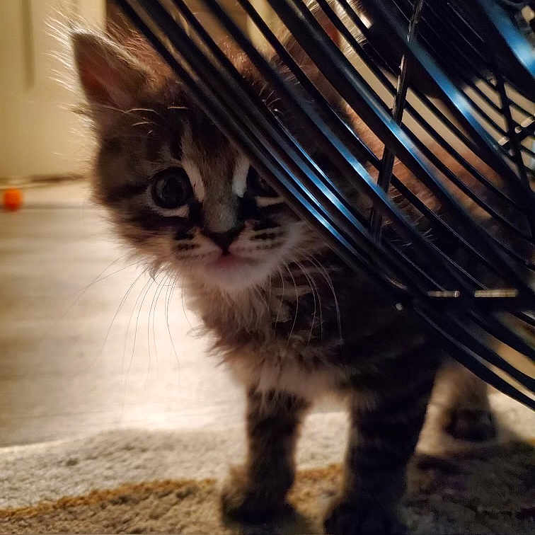 Charlie joined the competition — help win amazing prizes! animal, basket, cage, carpet, cat, closeup, curious, cute, domestic, exploring, eyes, feline, floor, furry, indoor, kitten, pet, soft_lighting, whiskers, young