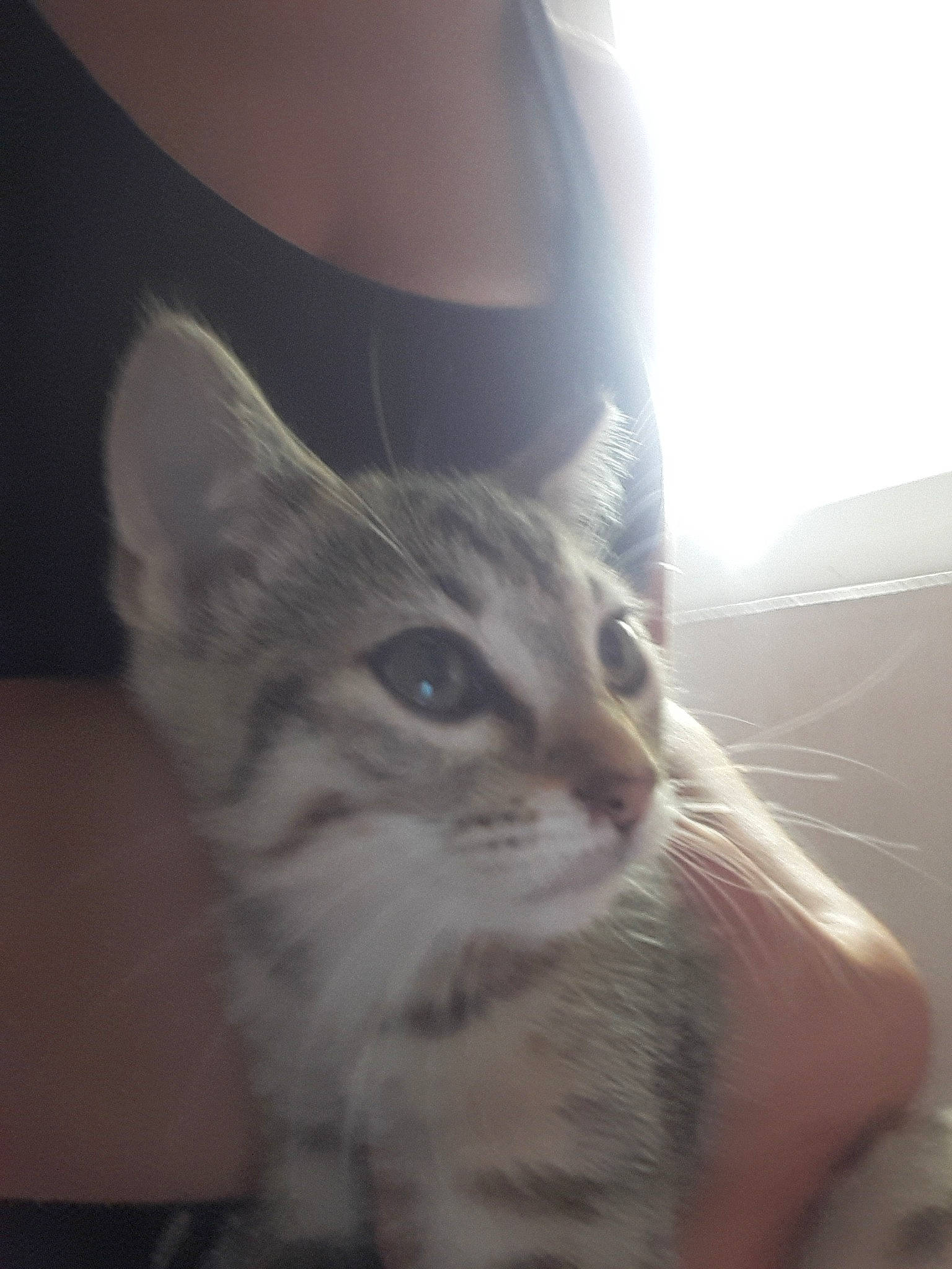 Boonty participe au concours pour gagner de l'argent avec cette photo : american_shorthair, asian, carnivore, cat, domestic_short_haired_cat, ear, european_shorthair, eye, fawn, felidae, fur, kitten, leg, nose, photography, shoe, skin, small_to_medium_sized_cats, tabby_cat, whiskers