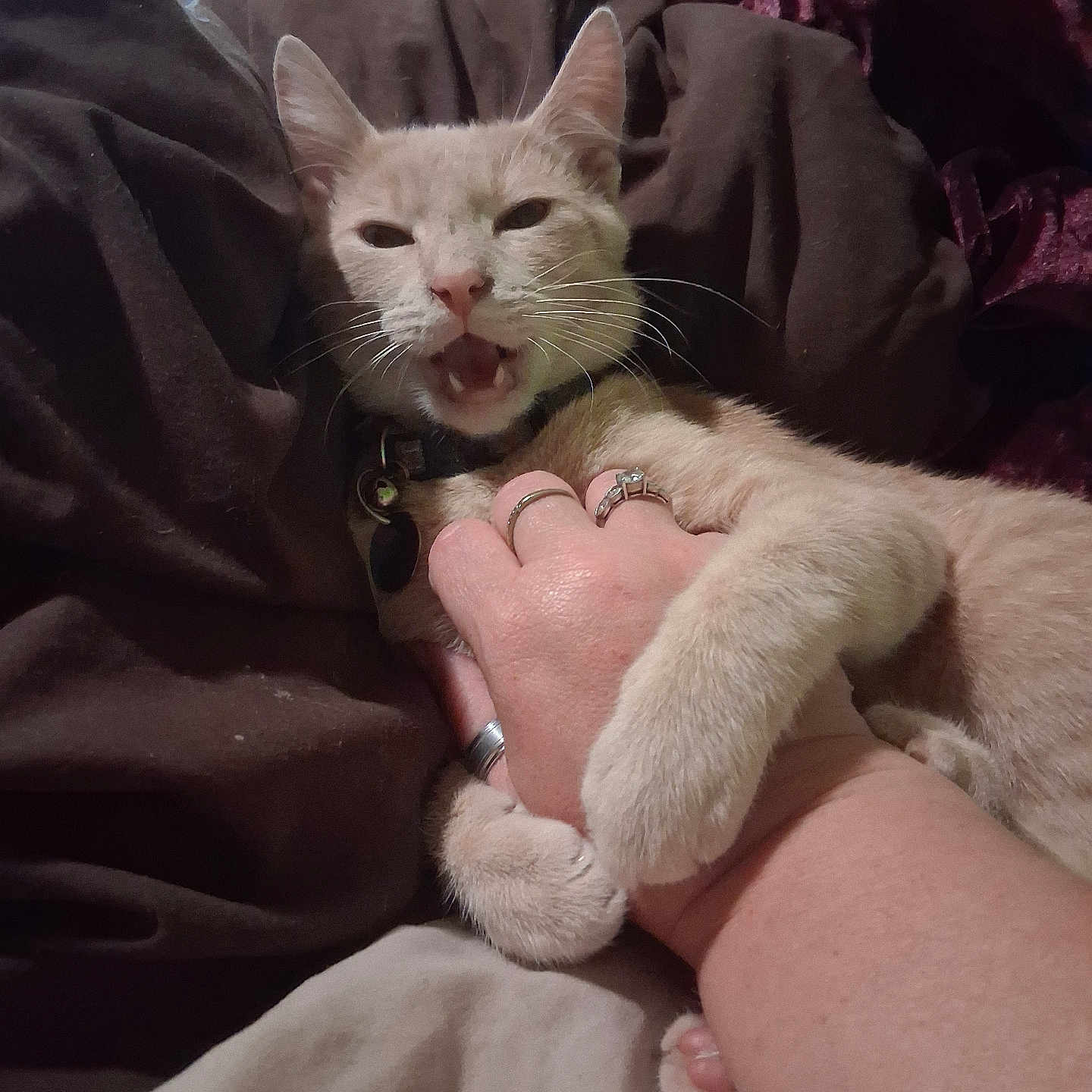 Butterbear is registered to the contest to win money with this photo: animal, bed, blanket, cat, collar, cozy, cute, domestic, fur, hand, indoor, interaction, paws, person, pet, playful, resting, ring, skin, sleeping_area