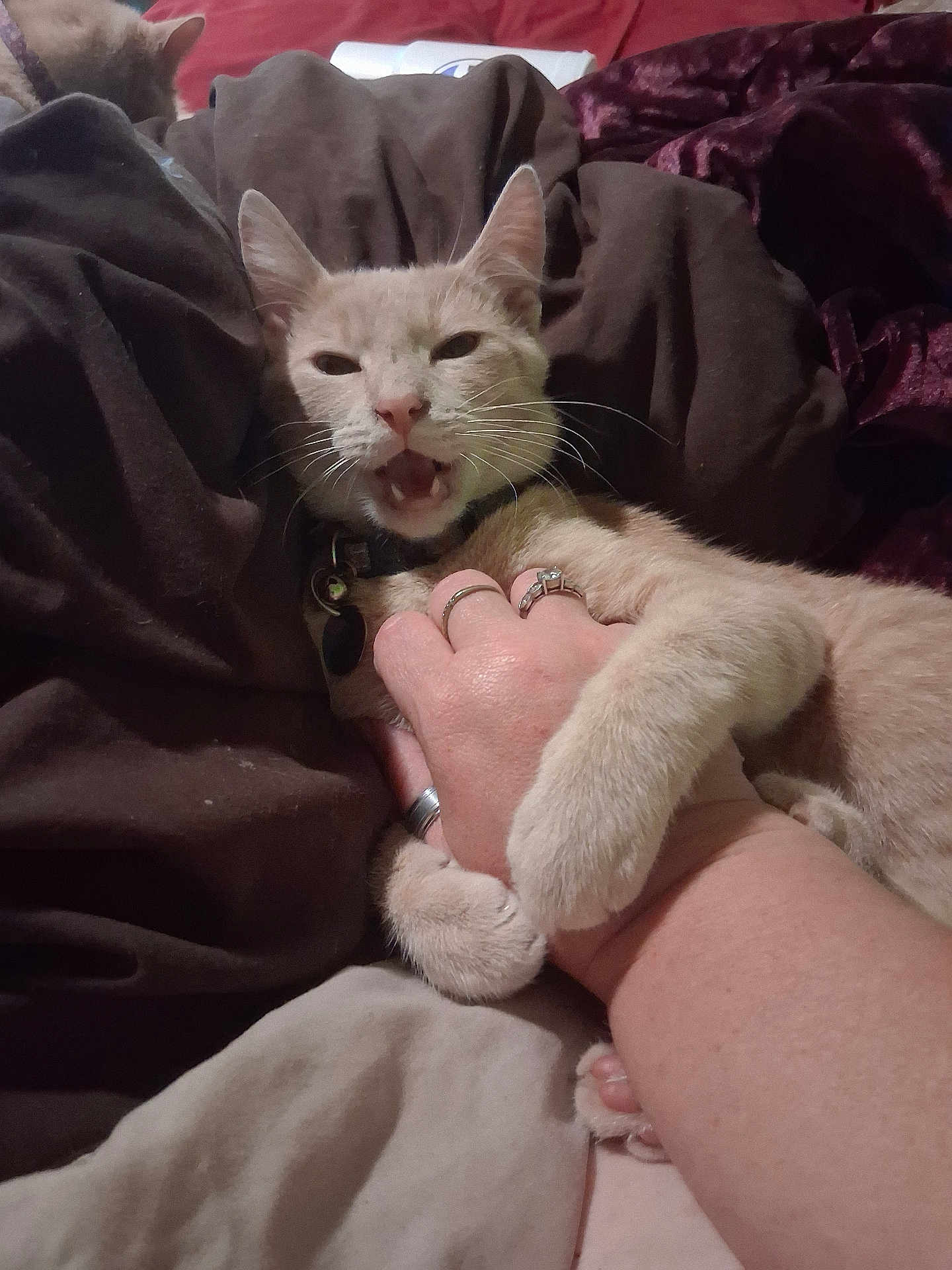 Butterbear is registered to the contest to win money with this photo: cat, pet, hand, paws, blanket, bed, indoor, fur, collar, ring, person, skin, cozy, sleeping_area, animal, cute, playful, interaction, domestic, resting
