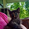 Flower is registered to the contest to win money with this photo: kitten, tortoiseshell, cat, pet, animal, cute, person, hand, ring, pink_shirt, outdoor, greenery, porch, wood, window, nature, feline, young, curious, small