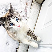 Princess Leia is registered to the contest to win money with this photo: adorable, animal, blue_eyes, cat, close_up, curious, cute, domestic_cat, doorstep, feline, fur, looking_up, outdoor, pet, playful, snow, tabby, whiskers, white_paws, winter