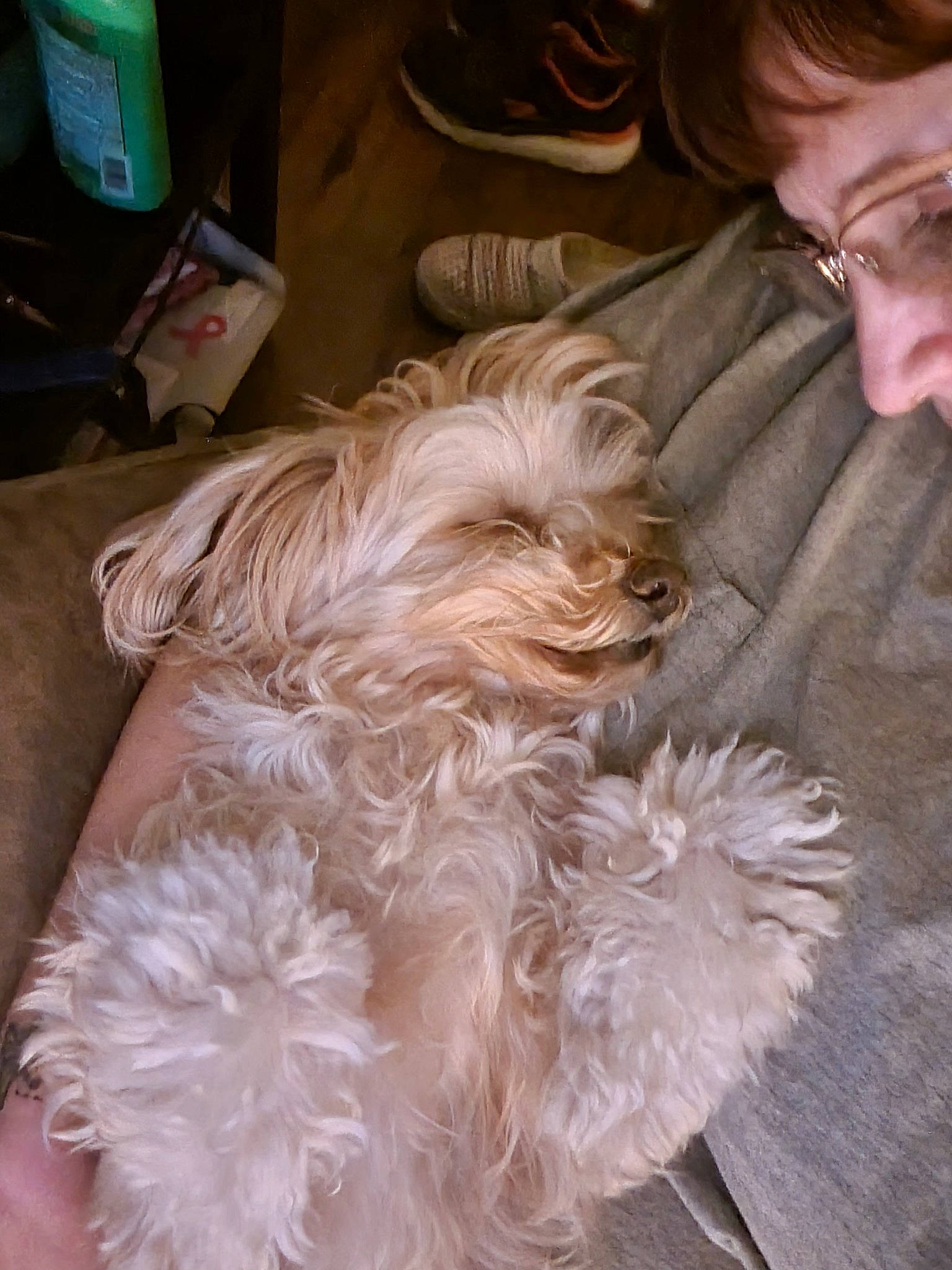 Daisy Mae is registered to the contest to win money with this photo: canidae, carnivore, comfort, companion_dog, dog, dog_breed, ear, eyewear, fawn, flooring, fur, glasses, hardwood, liver, sporting_group, tail, terrier, toy_dog, vision_care, wood