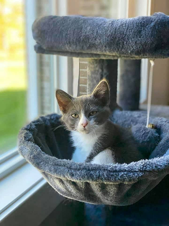 Dodson joined the competition — help win amazing prizes! carnivore, cat, cat_furniture, cat_supply, domestic_short_haired_cat, fawn, felidae, flowerpot, fur, grey, mammal, pet_supply, sitting, small_to_medium_sized_cats, snout, tail, water, whiskers, window, wood