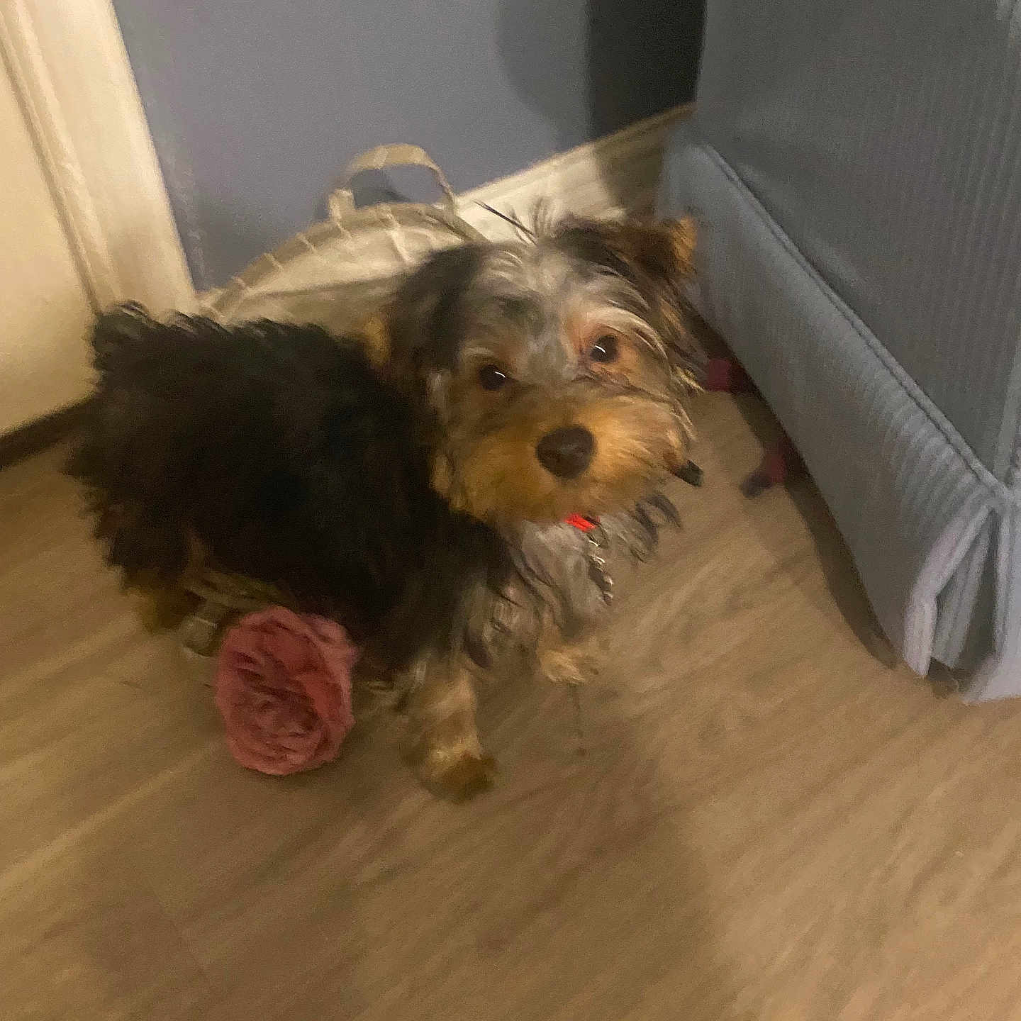 Rocky joined the competition — help win amazing prizes! affenpinscher, animal, ball, canine, cockerspaniel, couch, cushion, dog, furniture, hardwood, homedecor, indoors, interiordesign, pet, puppy, sport, tennis, tennisball, terrier, wood