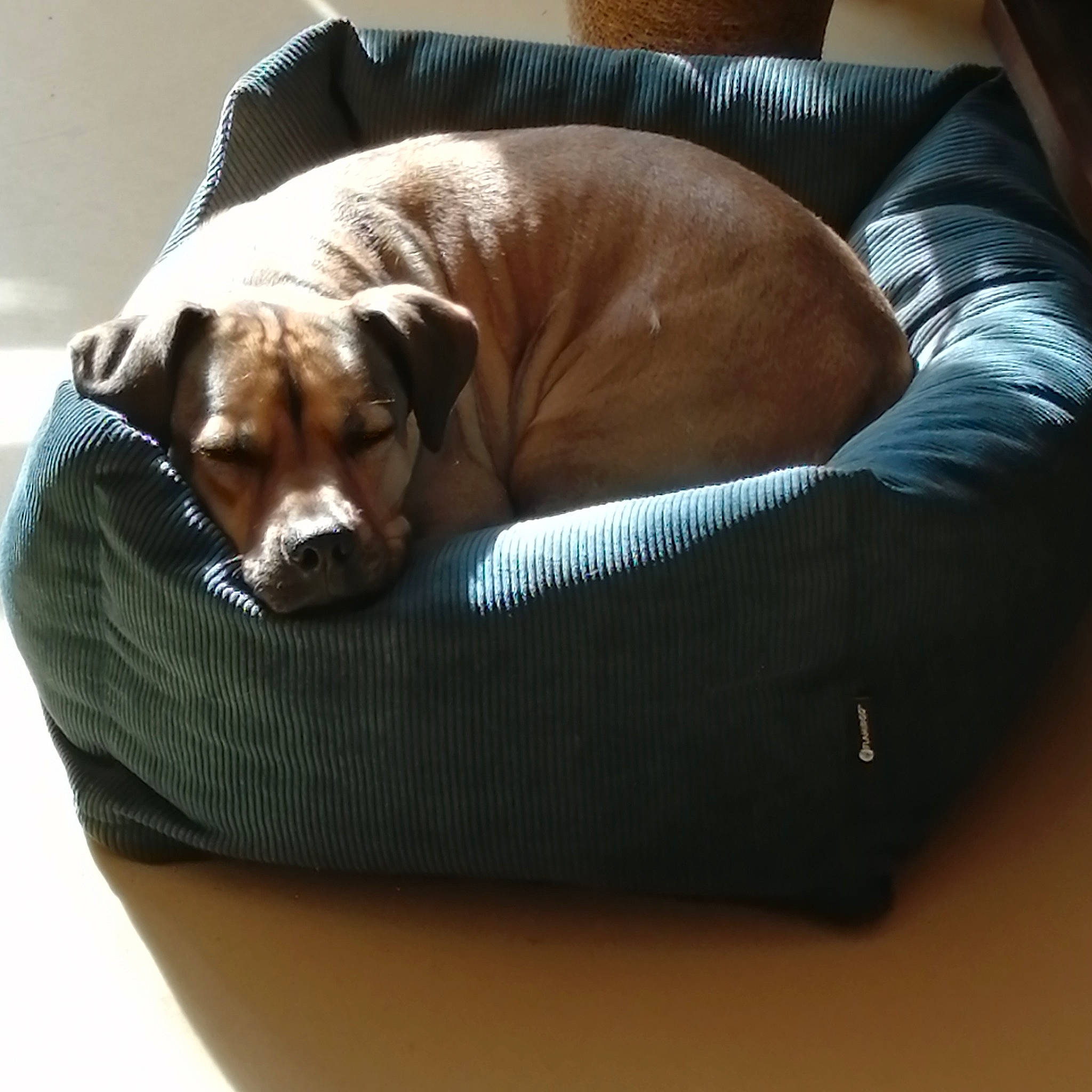 Urko participe au concours pour gagner de l'argent avec cette photo : bored, canidae, carnivore, comfort, companion_dog, dog, dog_bed, dog_breed, dog_supply, fawn, hardwood, linens, liver, nap, pet_supply, sleep, sporting_group, tail, terrestrial_animal, working_animal