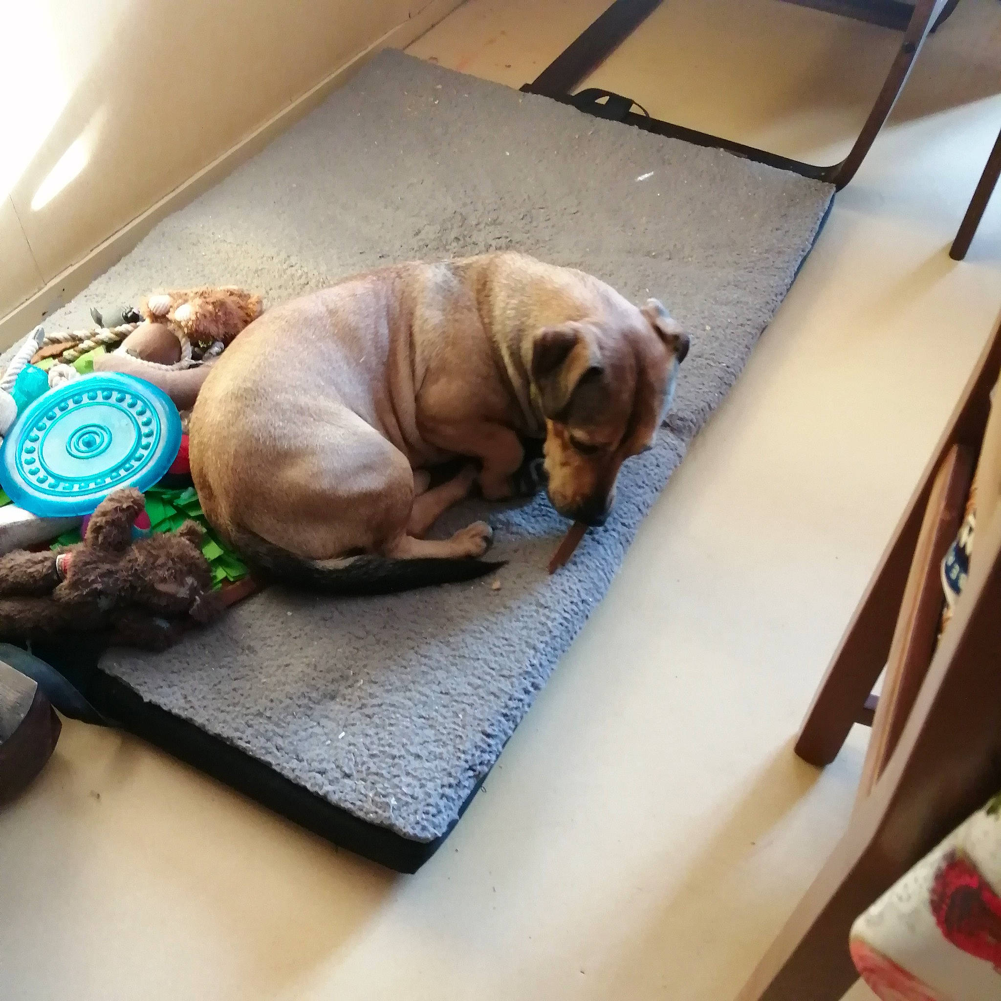 Urko a rejoint le concours — aidez-le/la à gagner de superbes lots ! canidae, carnivore, comfort, companion_dog, dog, dog_breed, dog_supply, fawn, flooring, linens, liver, ori_pei, pet_supply, pug, sporting_group, tail, toy_dog, wood, working_animal, wrinkle