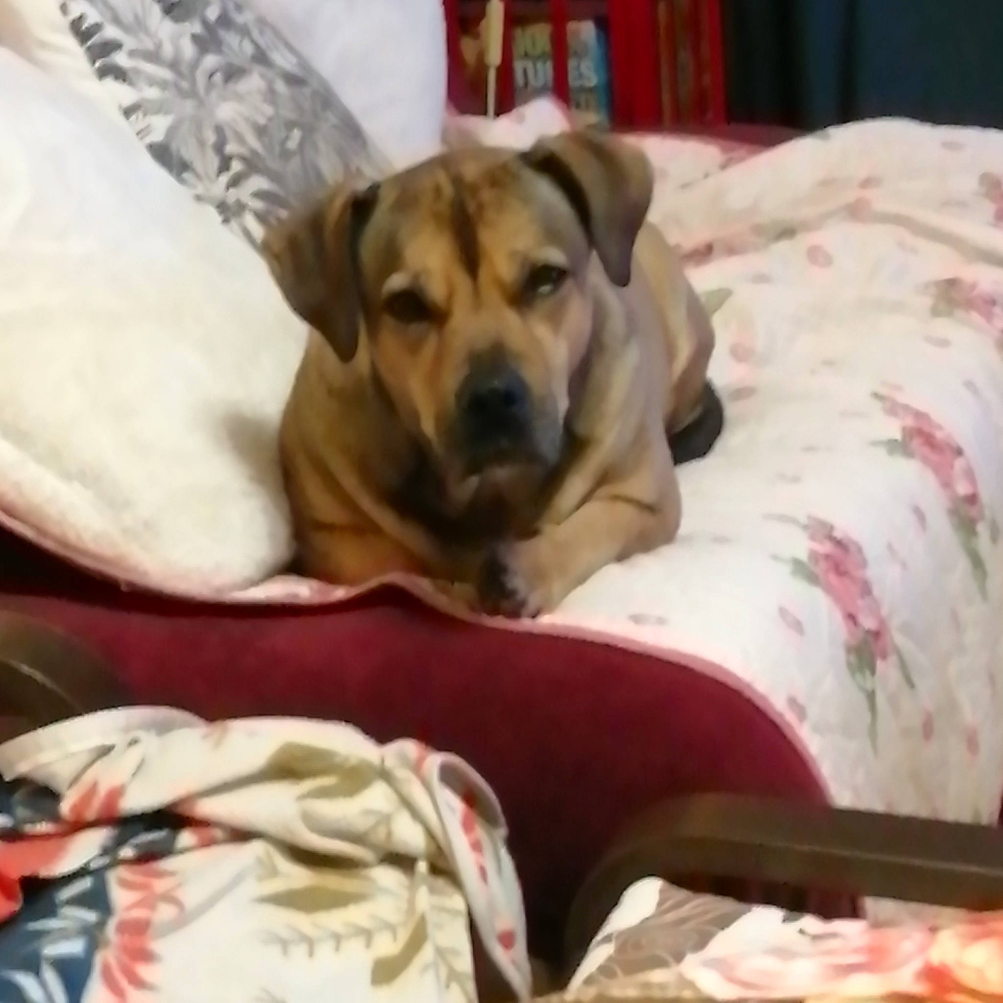 Urko a rejoint le concours — aidez-le/la à gagner de superbes lots ! bed_sheet, bedding, blanket, bored, canidae, carnivore, comfort, companion_dog, dog, dog_breed, dog_supply, fawn, hardwood, linens, non_sporting_group, pet_supply, puppy, snout, sporting_group, working_animal