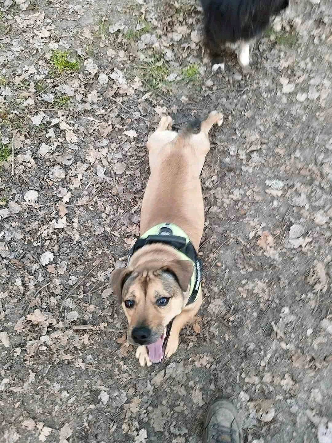 Urko a rejoint le concours — aidez-le/la à gagner de superbes lots ! adventure, canidae, carnivore, companion_dog, dog, dog_breed, dog_clothes, dog_collar, dog_supply, fawn, leash, paw, pet_supply, plant, road_surface, soil, sporting_group, tail, working_animal, working_dog