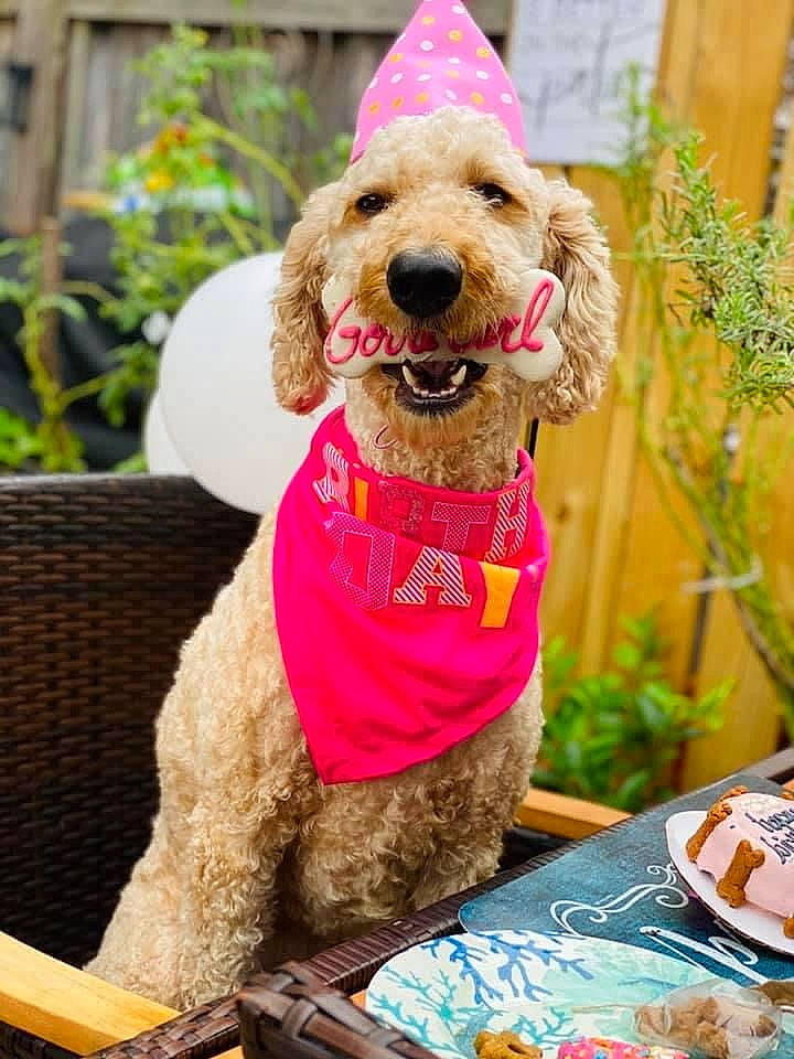 Broadway is registered to the contest to win money with this photo: canidae, carnivore, cocker_spaniel, collar, companion_dog, dog, dog_breed, dog_collar, dog_supply, flowerpot, houseplant, leash, pet_supply, snout, sporting_group, stuffed_toy, tongue, toy, vertebrate, working_animal