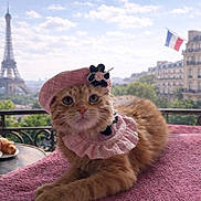 Sassy joined the competition — help win amazing prizes! cat, feline, beret, eiffel_tower, paris, balcony, coffee_cup, croissant, table, towel, pet_accessory, pink_hat, portrait, outdoor, cityscape, building, french_flag, travel, cute, sitting