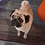 dog, pug, pet, indoor, floor, curled_tail, brown_fur, wrinkles, cute, looking_up, animal, canine, domestic_animal, companion, small_dog, short_fur, ears, face, flooring, home